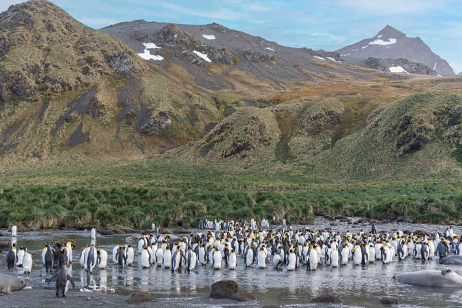 Pingüino Rey - islas Georgias del Sur 011.jpg